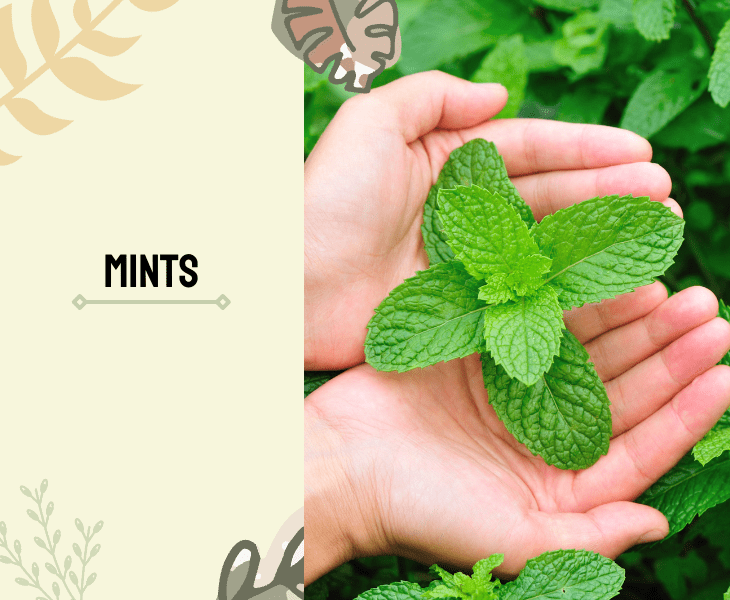 mint leaves