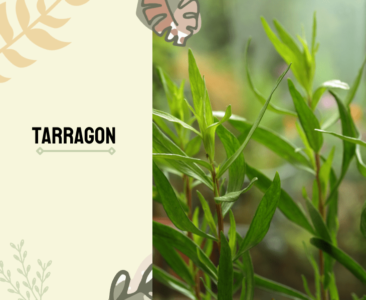 tarragon plant