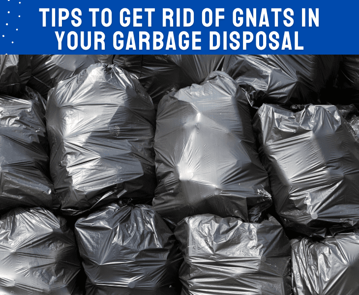 get rid of gnats