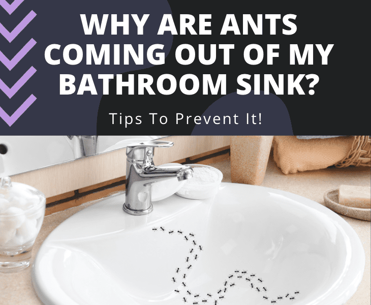 why are ants coming out of my bathroom sink