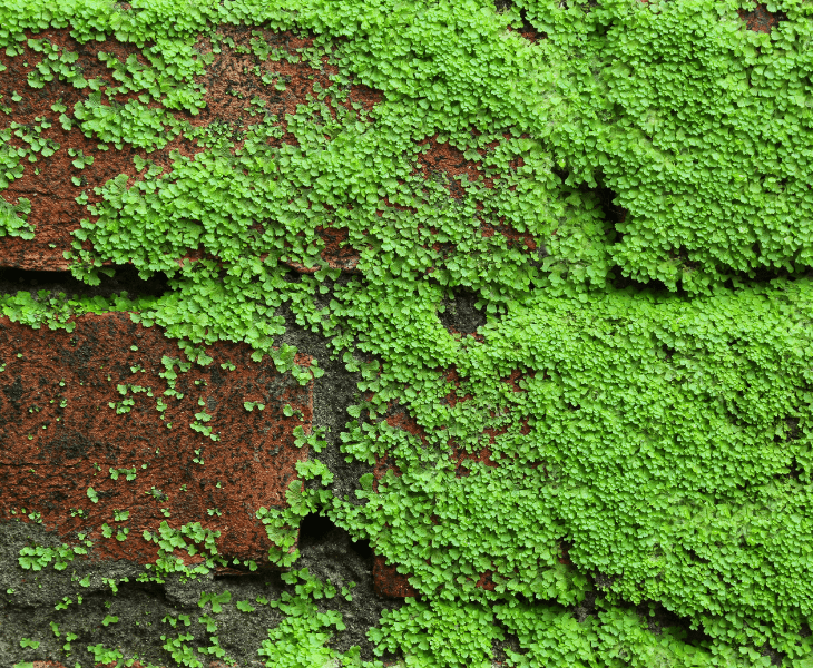 algae growth