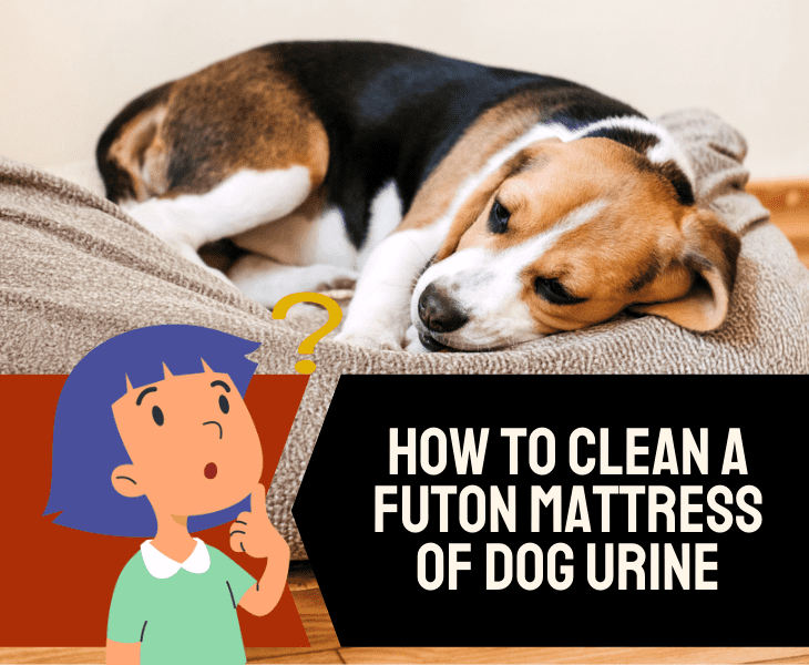 clean dog urine