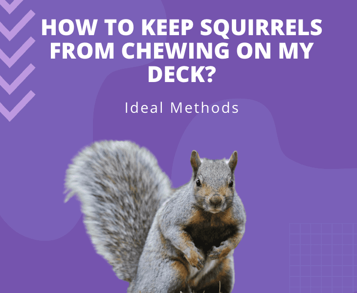 how to keep squirrels from chewing on my deck