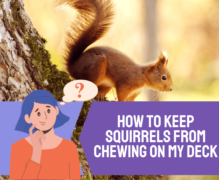 keep squirrel from chewing deck