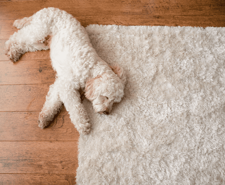 soft rug
