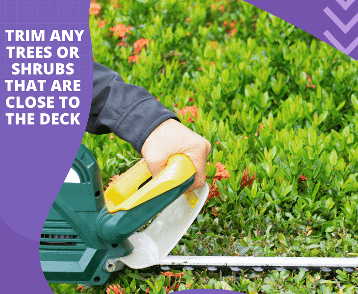 trim any trees or shrub