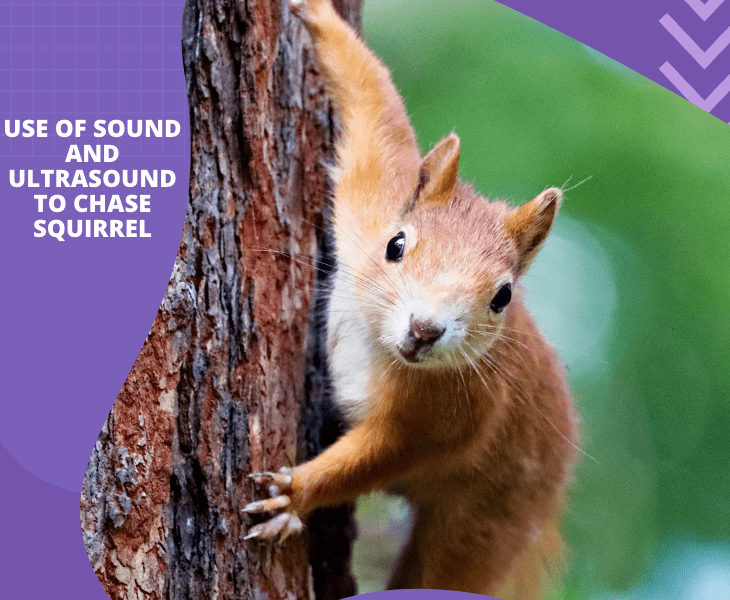 use sound and ultrasound