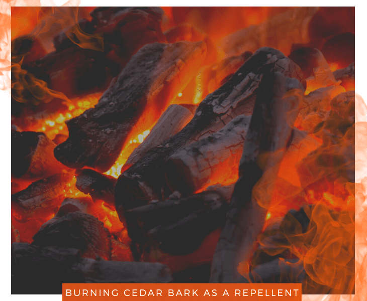 cedar bark burning