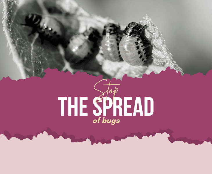 bug spread stopping