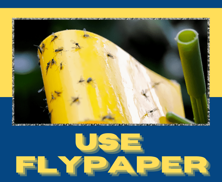 use a flypaper