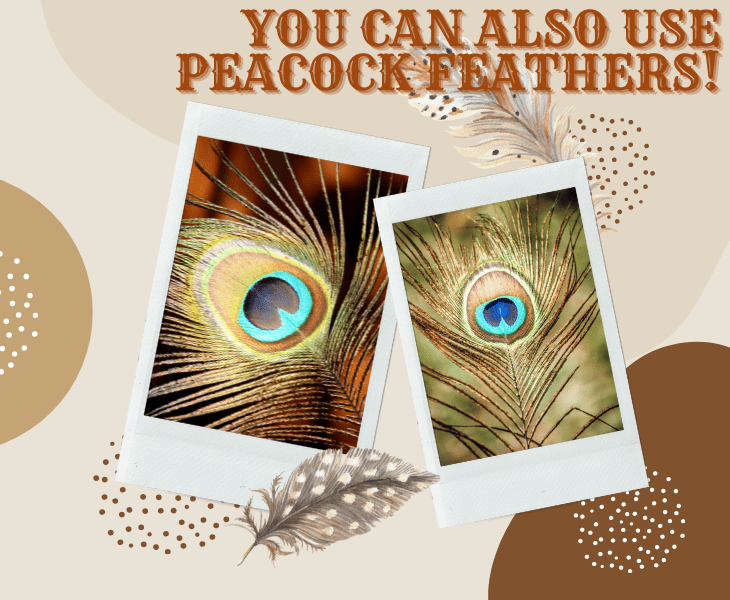 try using peacock feathers