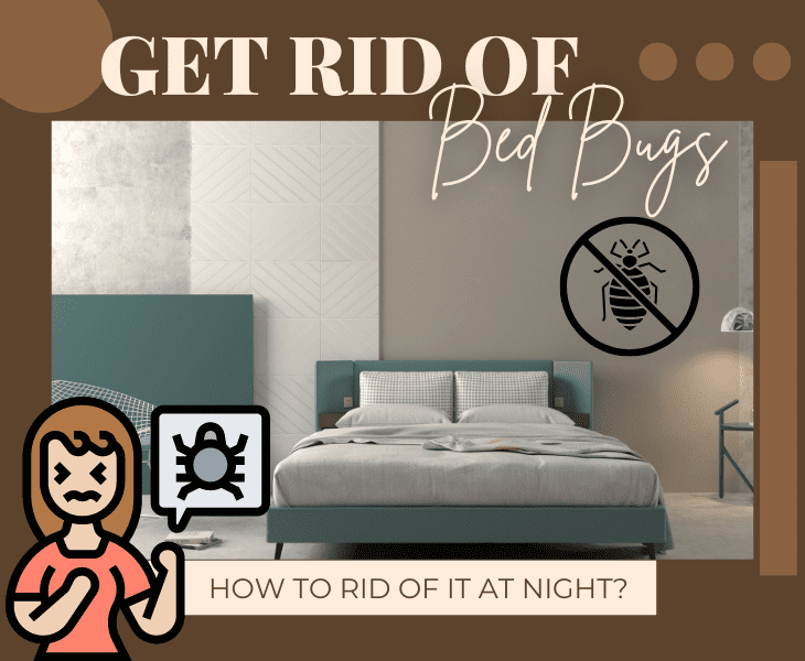 how to get bugs out of your room at night