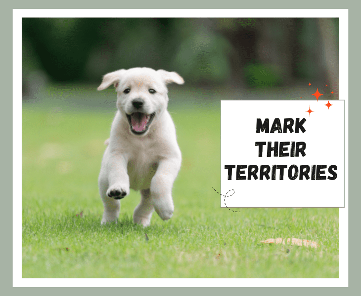 marking a territories