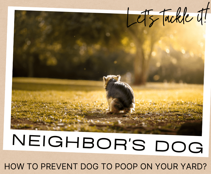 what to do when neighbors dog poops in your yard