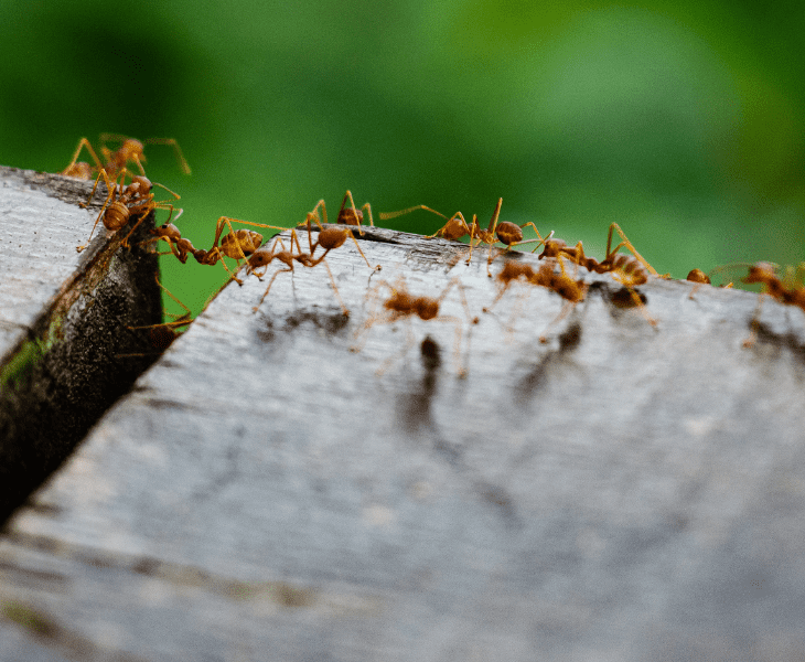 a problem of pavement ants