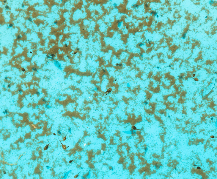 can remove sand from pool without vacuum