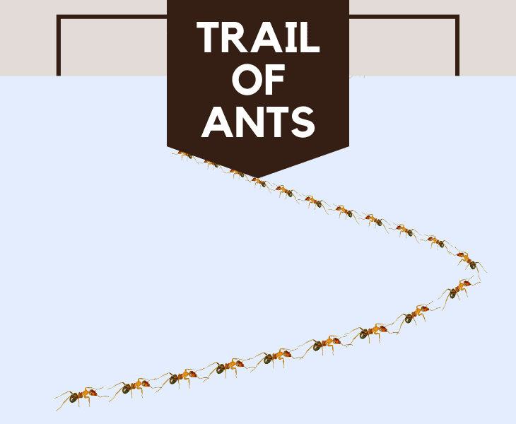 look for the trail of ants