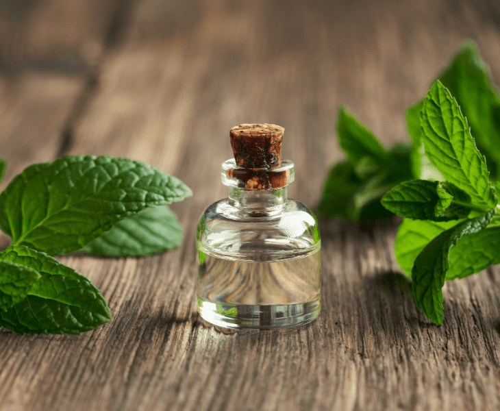 try peppermint oil