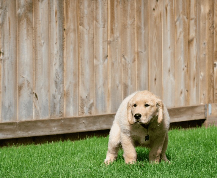 why do neighbors dog poops in your yard