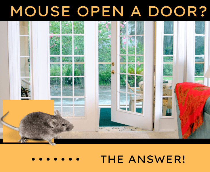 can a mouse push a door open