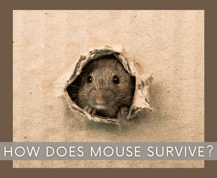 how does a mouse survive