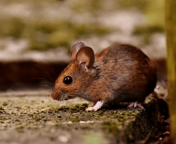 how strong the mouse can be