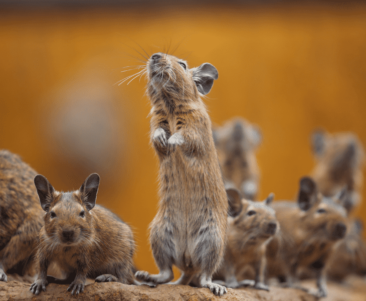 which of rodents can push cabinet