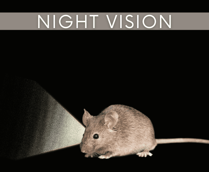 with a night vision