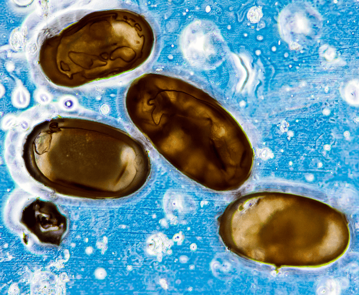 eggs and larvae