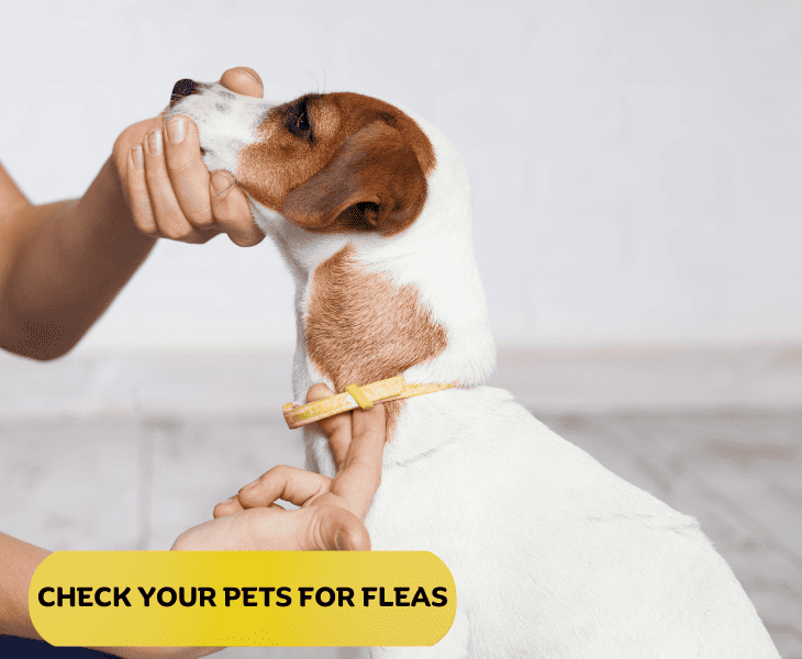 checking the dog for fleas