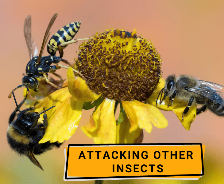 wasp attacking other insects