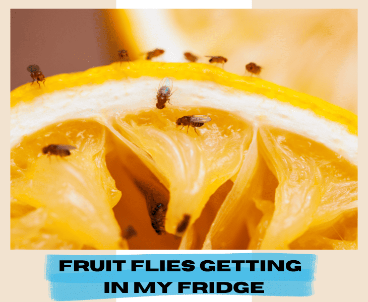 how are fruit flies getting in my fridge