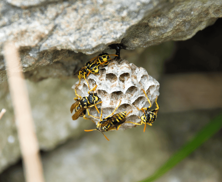wasp nest