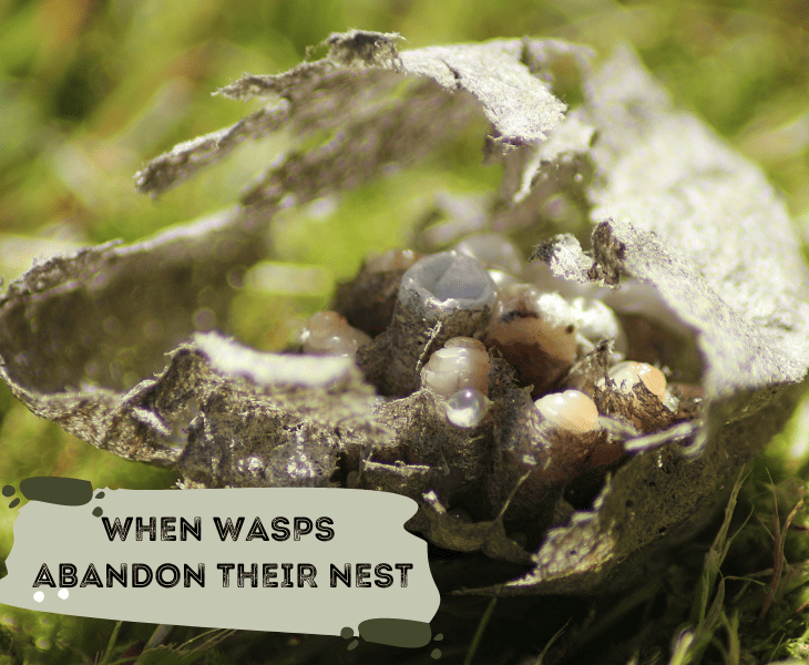 wasp abandon their nest aftermath