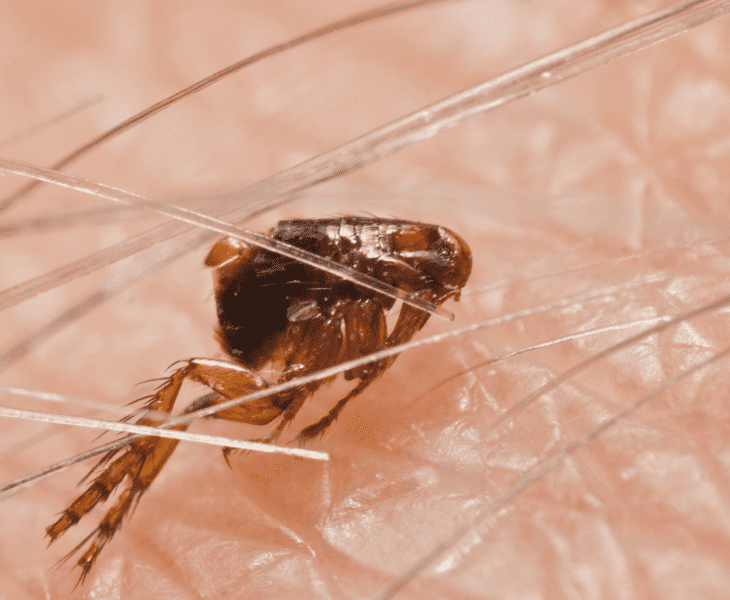 microscopic flea