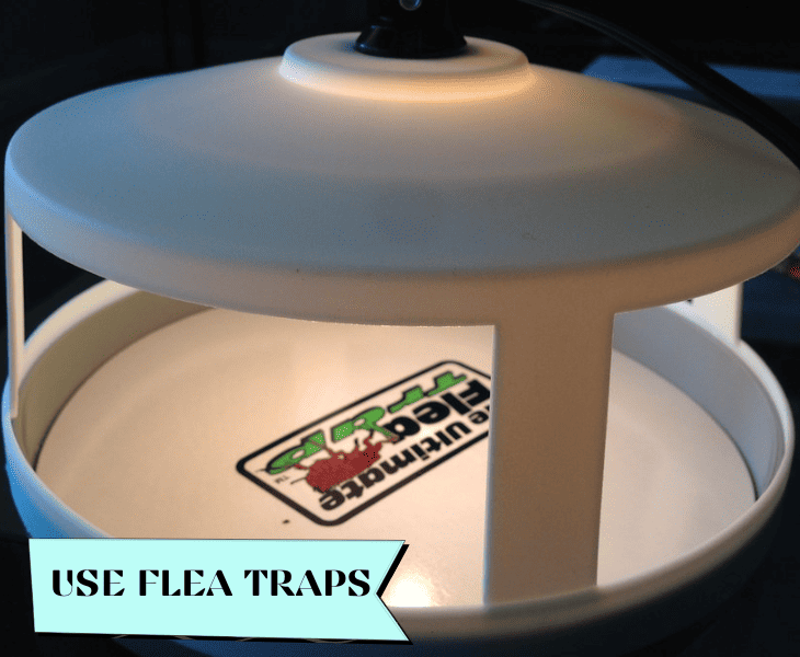 using flea trap
