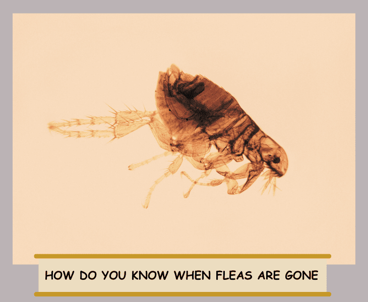 how do you know when fleas are gone