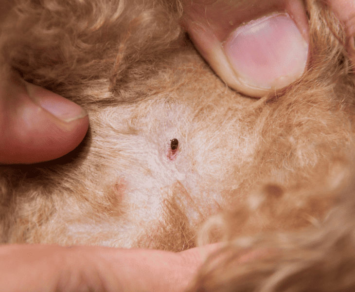 flea infestation