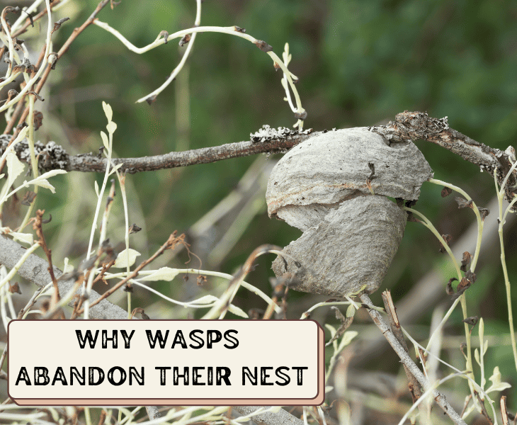 abandon wasp nest