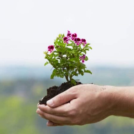Man is holding a green young plant - spring