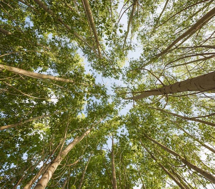 Looking up at tall trees and green canopy