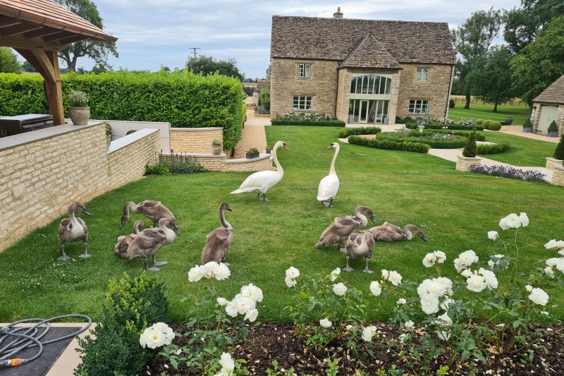 Garden with Swans and Cygnets in Wiltshire