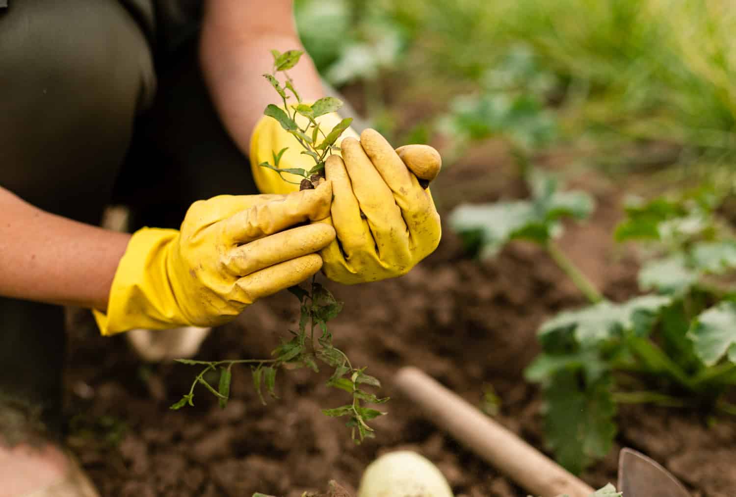 A pair of hands wearing yellow gardening gloves holds a small plant and soil in a garden.