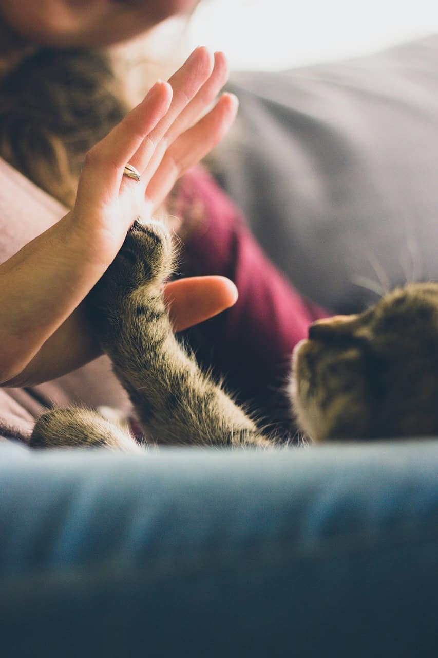 Pet-friendly assisted living facilities allow residents to interact with loving animals