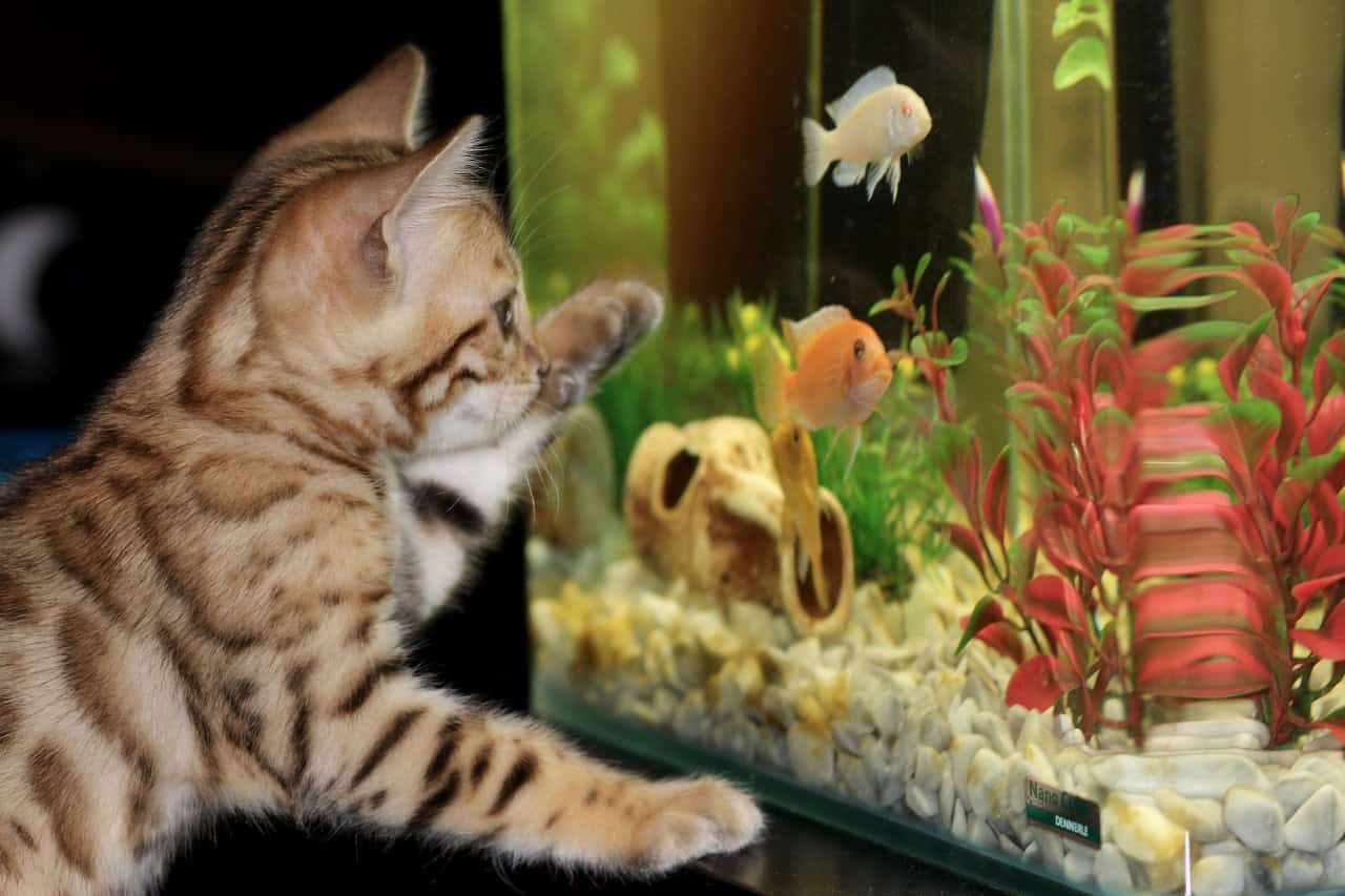 Cats and dogs aren't the only options for a pet-friendly assisted living facility