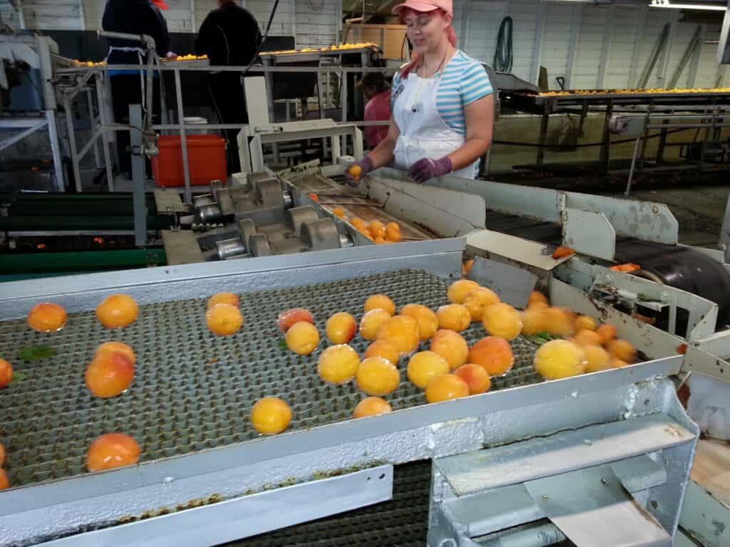 Contamination can occur any time before, during, or after food is processed at your plant, which is why sanitation is so important in food plants