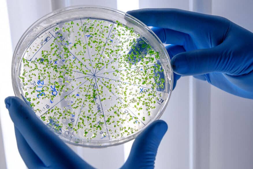 A scientist's blue-gloved hands hold a large petri dish.