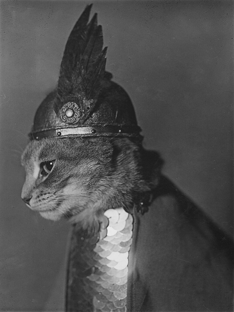 Photograph shows side view of a cat wearing a winged helmet and breastplate armor in the role of the valkyrie Brünnhilde from the opera Der Ring des Niebelungen.