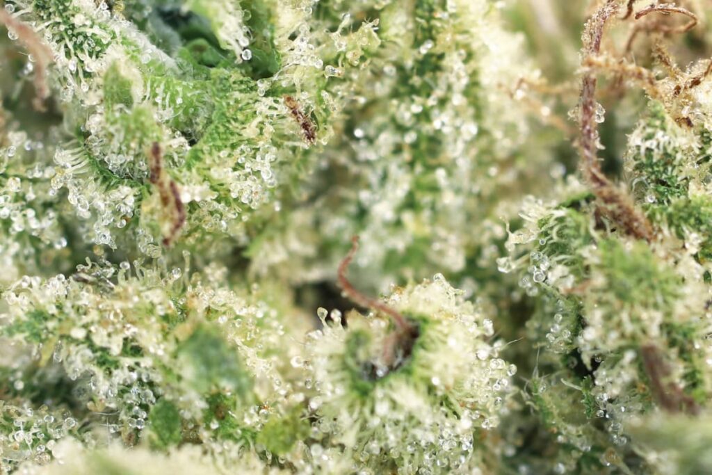 image of marijuana