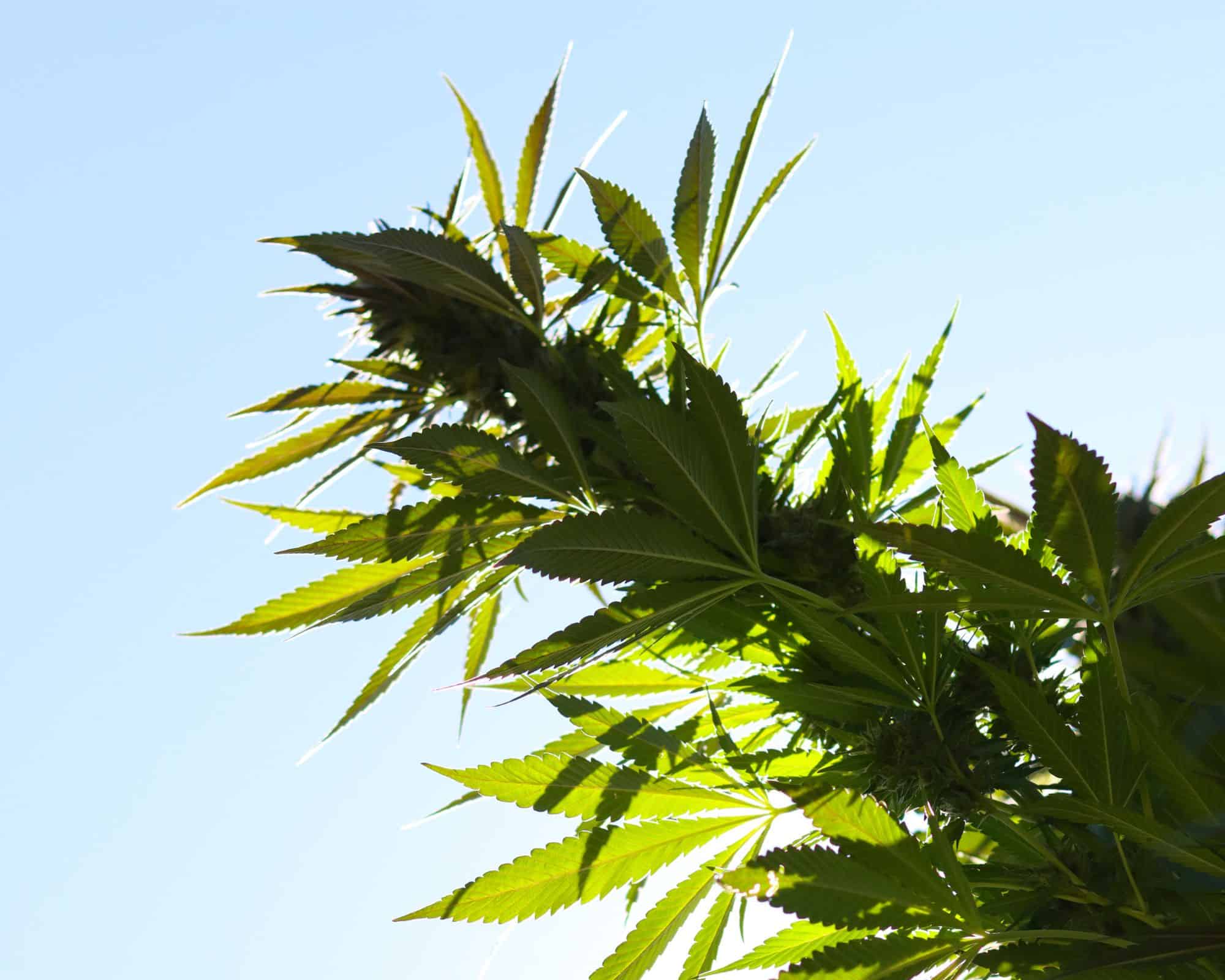 Cannabinoids and their effects